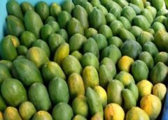 10 Makanan yang Tidak Boleh Dikonsumsi Bersama Pepaya Termasuk Susu