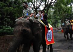 Atraksi Gajah Tunggang Dilarang di Seluruh Indonesia