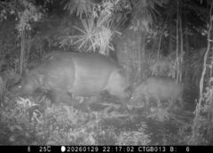 Anak Badak Jawa Terekam Kamera Jebak di Taman Nasional Ujung Kulon