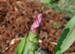 Bakteri di Akar Kunyit Ditemukan di RI Ampuh Atasi Sel Kanker Payudara